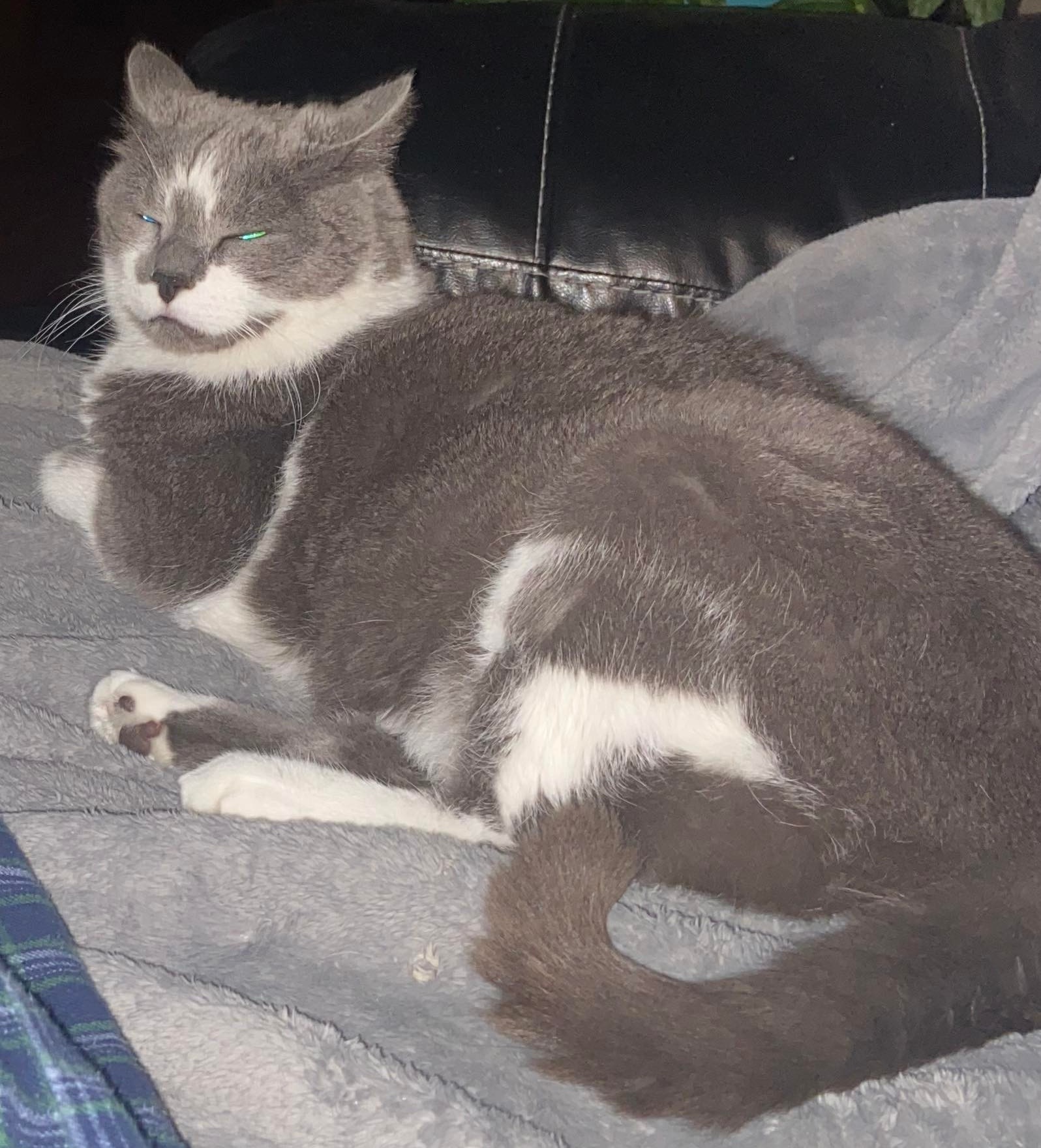 overexposed picture of a grey and white cat making a stupid face, his name is Pokey