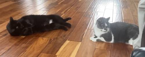 two cats on a hardwood floor, one is all black with some white patches (Misty), the other is white and grey (Pokey)